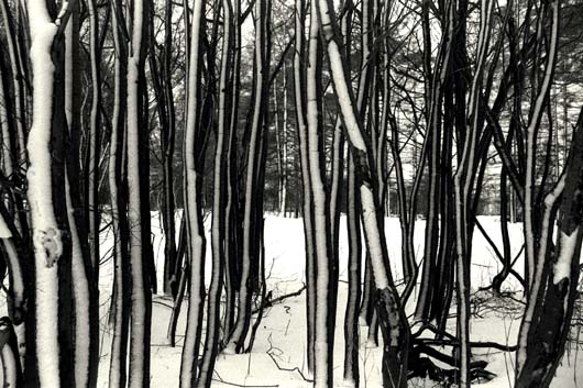Trees with snow II