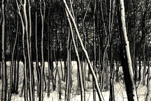 Trees with snow I