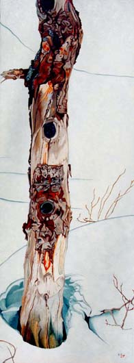 Alder