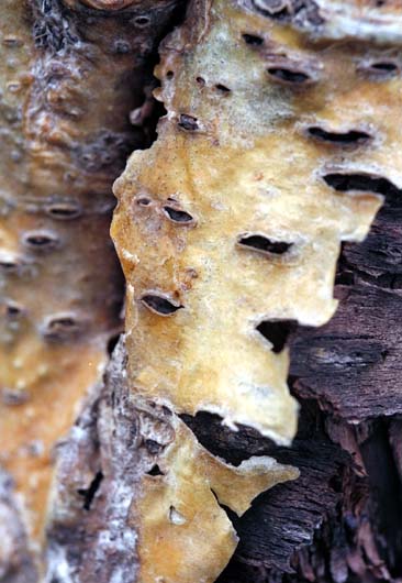 Bark II