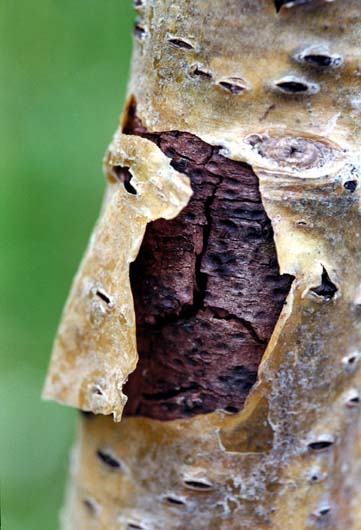 Bark