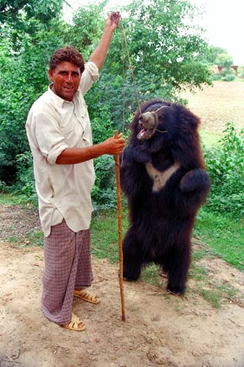 Couple d'ours