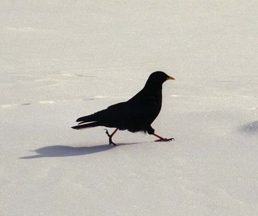 Bird