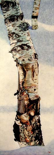 Birch with Lichen