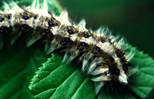 Caterpillar I
