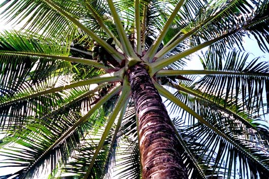 Coconut Tree