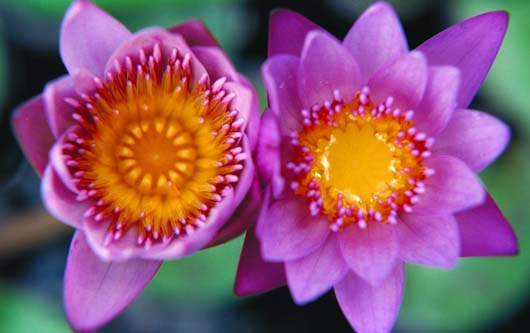 Coeurs de lotus