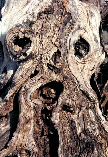 Dead Root