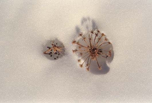 Dried Flower