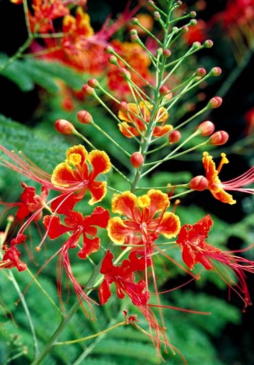 Fleurs