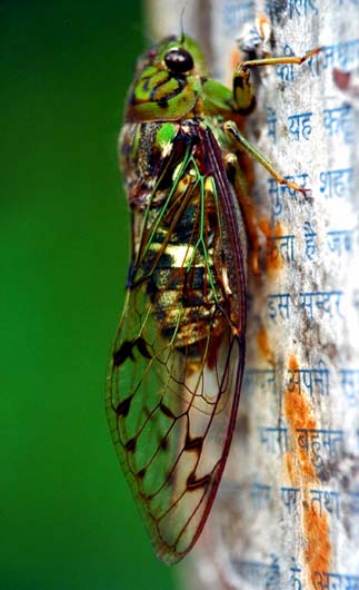 Insect II