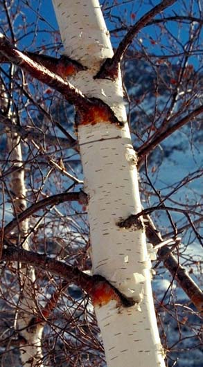 Birch