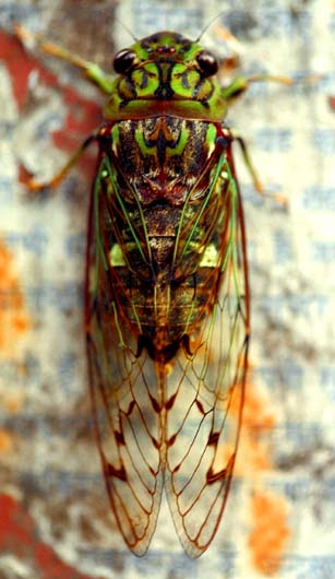 Insect I