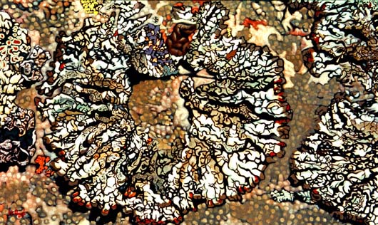Round Lichen
