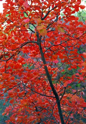 Red Tree