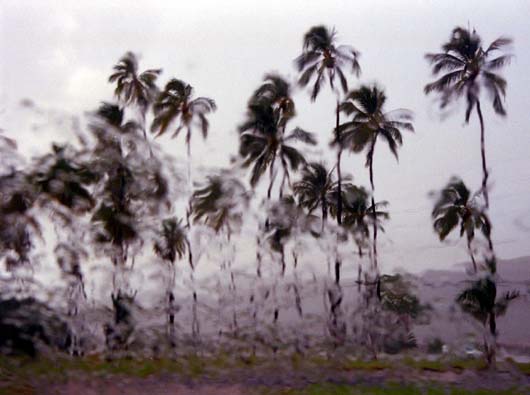 Trembling Trees