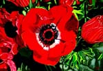 Red Anemone I