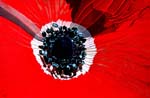 Red Anemone II