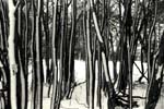 Trees with snow II