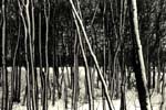 Trees with snow I