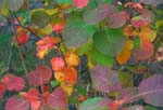 Autumn Leaves