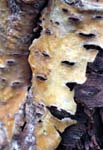 Bark II