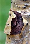 Bark