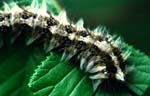 Caterpillar I