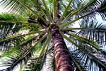 Coconut Tree