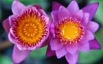Coeurs de lotus