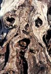 Dead Root