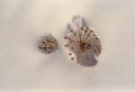 Dried Flower