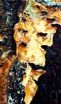 June, Birch Bark
