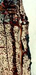 Aspen Bark
