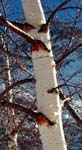 Birch