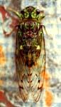 Insect I