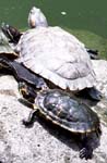 Jade Jewel and Dry Turtle