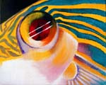 Six-Banded Parrotfish