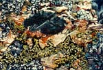 Rock Lichens