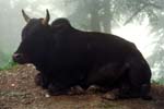 Nandi