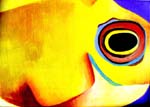 Angelfish