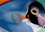 Surgeon Fish
