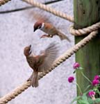 The Opera Singer