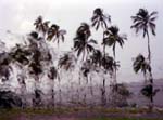 Trembling Trees