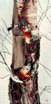 Birch Trunk