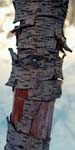 Iron Warrior III