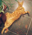 Le Chat